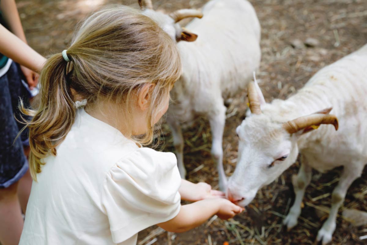 Falliday Petting Zoo